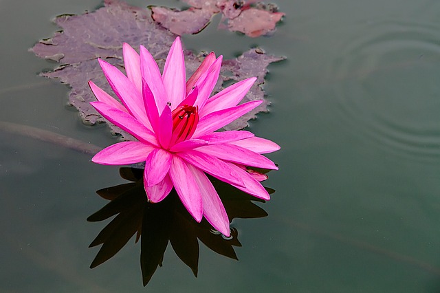 lotus-g83c633eab_640